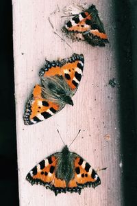 Close-up of butterfly on leaf