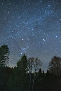Low angle view of trees against sky at night