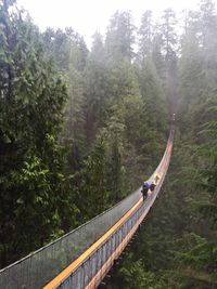 Footbridge in forest