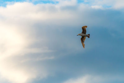 Low angle view of seagull flying in sky