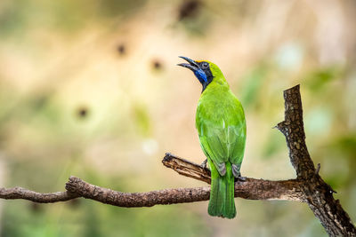 Close-up of bird perching on branch