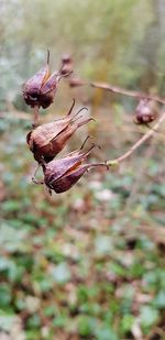 Close-up of wilted plant