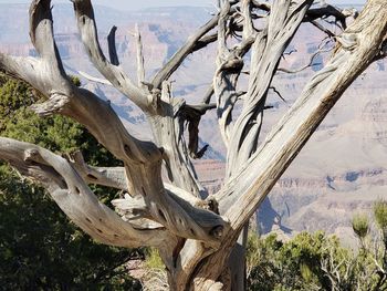 Panoramic shot of trees on landscape