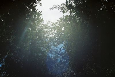 Low angle view of trees against sky