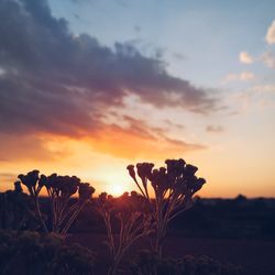 Silhouette plants on field against sky during sunset