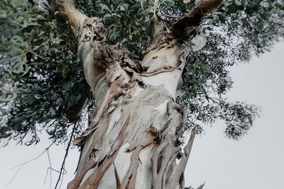 Low angle view of tree trunk