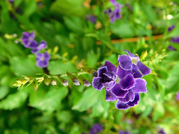 Close-up of purple flowers