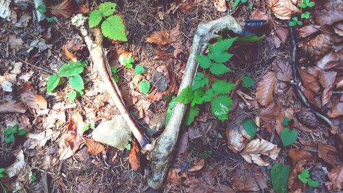 Plants growing on a tree