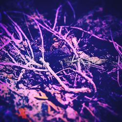 Close-up of dry plant on field at night