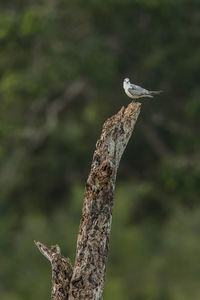 Close-up of a bird on wood