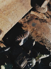 Close-up of shadow on water