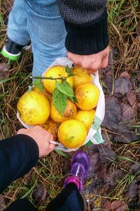 Picking and holding fruits 