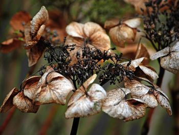 Dried hydrangea flower