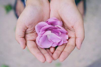 Cropped hands of woman holding purple flower