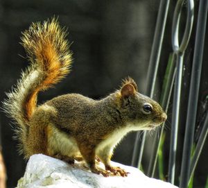 Close-up of squirrel on rock