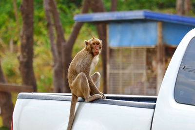 Monkey sitting on a car