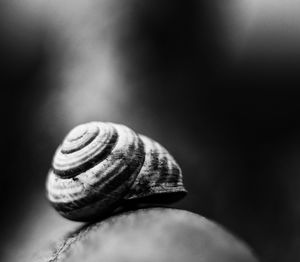 Close-up of snail