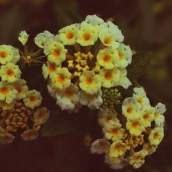 Close-up of white flowers blooming outdoors