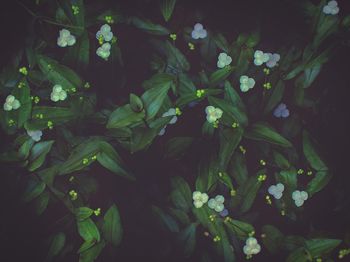 Close-up of flowers