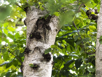 Low angle view of tree trunk in forest