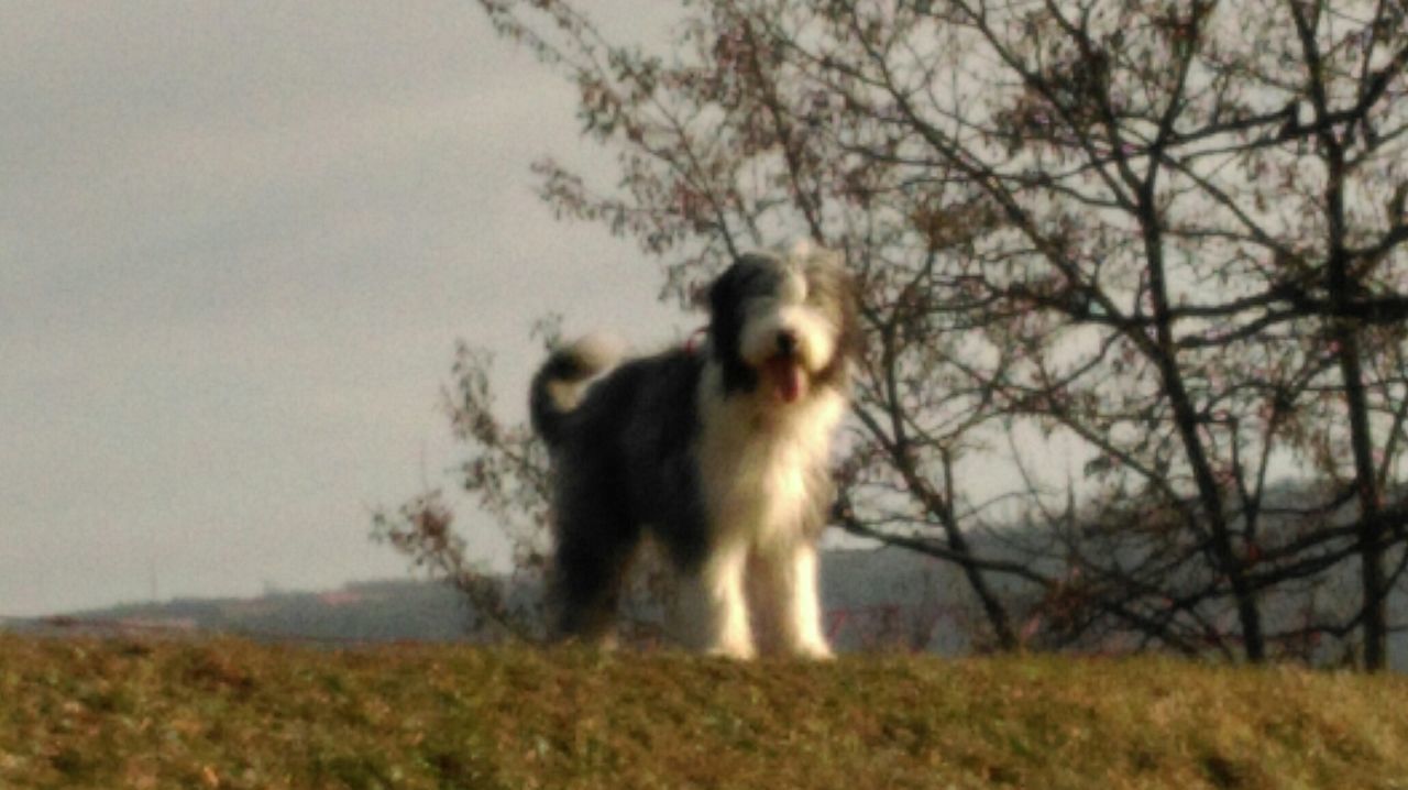 animal themes, one animal, mammal, domestic animals, field, dog, grass, pets, tree, bare tree, sky, nature, grassy, standing, landscape, full length, day, outdoors, no people, portrait