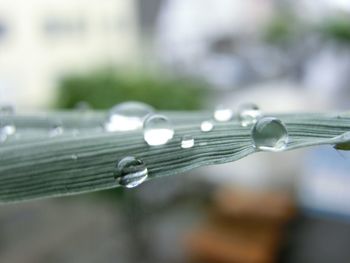 Close-up of plant against blurred background