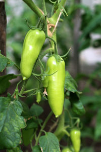 Close-up of green chili peppers plant