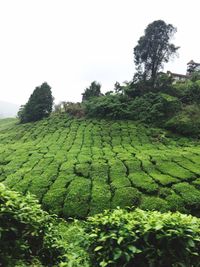 Scenic view of green landscape against clear sky