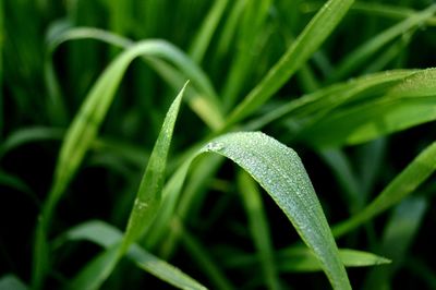 Close-up of dewdrops on grass