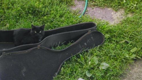 Black cat on field