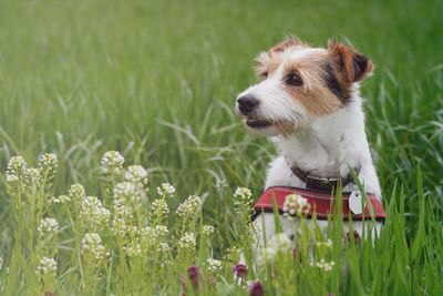 Dog amidst plants on field