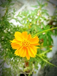 Close-up of yellow flower blooming outdoors