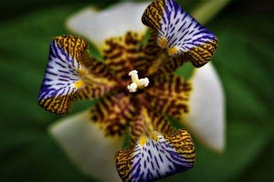 Close-up of butterfly on purple flower