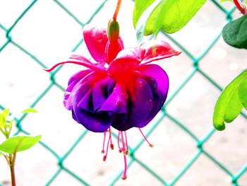 Close-up of flower blooming outdoors