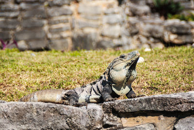 Lizard on rock