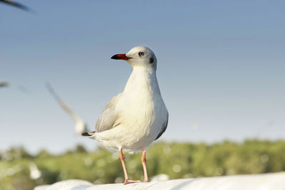 Close-up of seagull perching on rock against sky