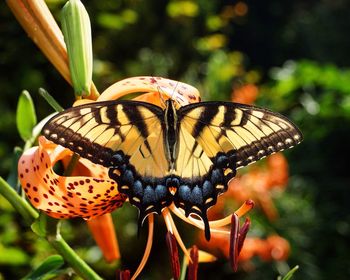 Close-up of butterfly perching on flower