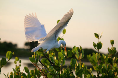 Bird flying in the sky