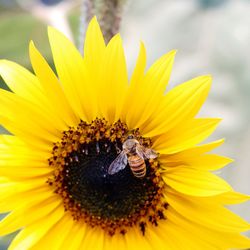 Close-up of bee on sunflower