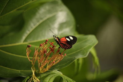 Close-up of butterfly perching on plant