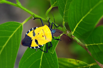 Close-up of butterfly pollinating on yellow leaves