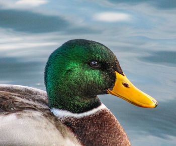 Close-up of a duck swimming in lake