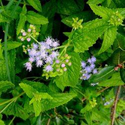 Close-up of purple flowers