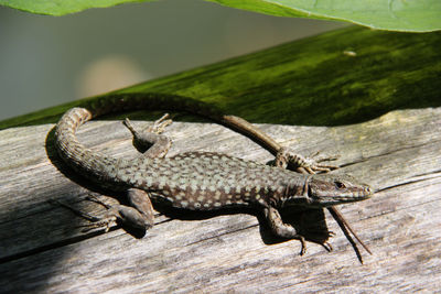 Close-up of lizard on wood