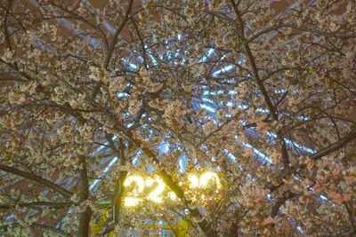 Low angle view of cherry tree against sky