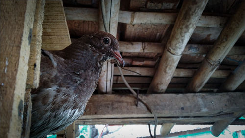 Close-up of a bird on wood