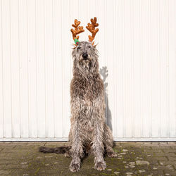 Portrait of dog standing against wall