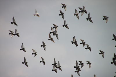 Low angle view of birds flying against sky