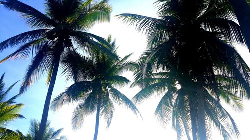 Low angle view of palm trees against blue sky