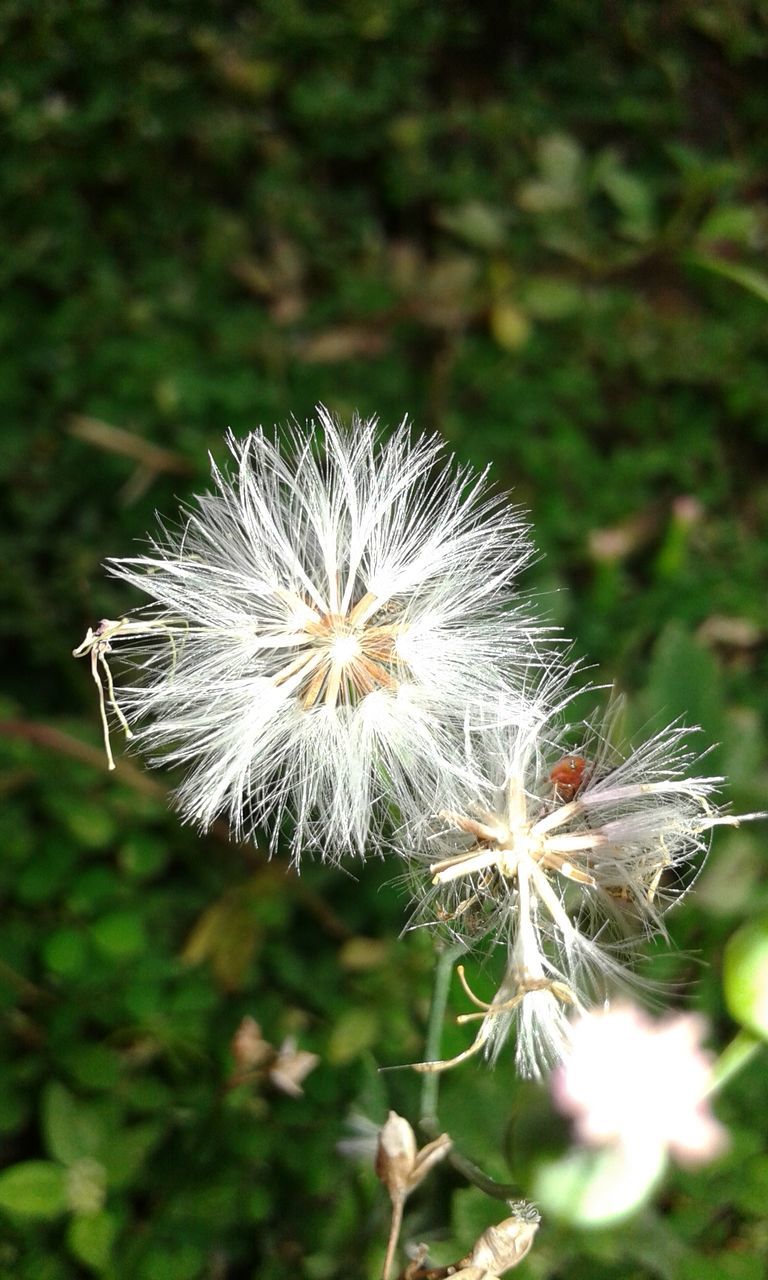 dandelion, flower, growth, freshness, fragility, close-up, flower head, focus on foreground, beauty in nature, nature, single flower, white color, uncultivated, softness, plant, wildflower, stem, seed, dandelion seed, day
